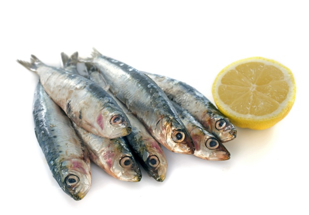 fresh sardine